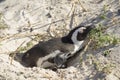 Boulders Beach Penguin beach, Cape Town South Africa