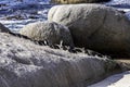 Boulders Beach Penguin Colony. Penguins resting on the rocks and sand. Black footed penguins. Royalty Free Stock Photo