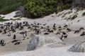 Boulders Beach Penguin Colony. Penguins resting on the rocks and sand. Black footed penguins. Royalty Free Stock Photo