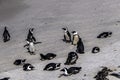 Boulders Beach Penguin Colony. Penguins resting on the rocks and sand. Black footed penguins. Royalty Free Stock Photo