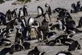 Boulders Beach Penguin Colony. Penguins resting on the rocks and sand. Black footed penguins. Royalty Free Stock Photo