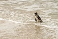 Boulders Beach penguin colony, Simonstown in South Africa Royalty Free Stock Photo