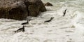 Boulders Beach penguin colony, Simonstown in South Africa Royalty Free Stock Photo