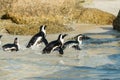 Boulders Beach penguin colony, Simonstown in South Africa Royalty Free Stock Photo