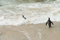 Boulders Beach penguin colony, Simonstown in South Africa Royalty Free Stock Photo