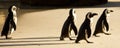 Boulders Beach Penguins Royalty Free Stock Photo