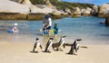 Boulders Beach Penguins Royalty Free Stock Photo