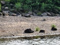 Boulders on the beach of a river, large stones and bushes in the background, in the middle shells of mussels, sand and pebbles. I