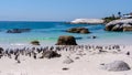 Boulders Beach in Simons Town, Cape Town, South Africa. Beautiful penguins. Colony of African penguins Royalty Free Stock Photo