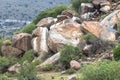 Boulders coloured white by rock hyrax urine