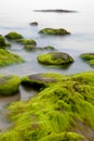 Boulders covered with green seaweed in misty sea