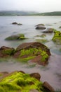 Boulders covered green seaweed in misty sea