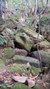 Boulders in a creek on the Stoney Creek Walk in the Strickland State Forest