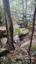 Boulders in a creek on the Stoney Creek Walk in the Strickland State Forest