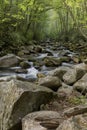 Forest cathedral over the raging river water of Big Creek, Tennessee Royalty Free Stock Photo