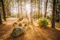 Boulders from the Ice Age in beautiful wild autumn forest Royalty Free Stock Photo