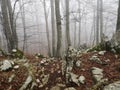 Boulders and Mountain Forest in Fog / Uchka, Istria, Croatia
