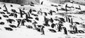 Boulders Penguin Colony Black and White