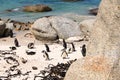 Boulders Penguin Colony, Boulders Beach, Cape Town, South Africa. Black footed penguins Royalty Free Stock Photo