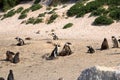 Boulders Penguin Colony, Boulders Beach, Cape Town, South Africa. Black footed penguins Royalty Free Stock Photo