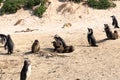 Boulders Penguin Colony, Boulders Beach, Cape Town, South Africa. Black footed penguins Royalty Free Stock Photo