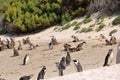 Boulders Penguin Colony, Boulders Beach, Cape Town, South Africa. Black footed penguins Royalty Free Stock Photo