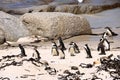 Boulders Penguin Colony, Boulders Beach, Cape Town, South Africa. Black footed penguins Royalty Free Stock Photo