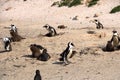 Boulders Penguin Colony, Boulders Beach, Cape Town, South Africa. Black footed penguins Royalty Free Stock Photo