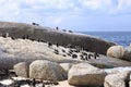 Boulders Penguin Colony, Boulders Beach, Cape Town, South Africa. Black footed penguins Royalty Free Stock Photo