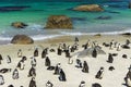 Boulders Penguin Colony Royalty Free Stock Photo