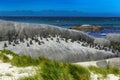 Boulders Penguin Colony, Simon`s Town Royalty Free Stock Photo