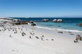 Boulders penquin colony at Simonstown