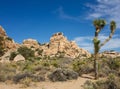 Boulders and rocks mountains with Joshua tree at Barker Dam trail, Joshua Tree National Park, California, United States. Royalty Free Stock Photo