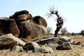 Boulders in Savanna landscape Royalty Free Stock Photo