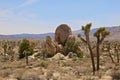 Desert Boulders tree