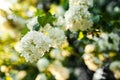 Boule de neige flowers. Viburnum in blossom. Blooming garden Royalty Free Stock Photo