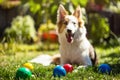 Boules or boccia balls are lying with a cute puppy on a green meadow Royalty Free Stock Photo