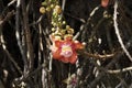 BOULET DE CANON couroupita guianensis Royalty Free Stock Photo