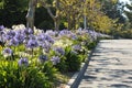 Boulevard median has flowers and trees