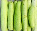 Bounch of Bottle Gaurd or Lagenaria siceraria vegetable Royalty Free Stock Photo