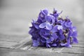 Bounch of spring violets Royalty Free Stock Photo