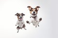 Bouncing Canine Joy: Happy Jumping Dogs Royalty Free Stock Photo