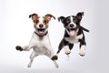 Bouncing Canine Joy: Happy Jumping Dogs Royalty Free Stock Photo