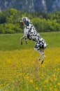 Bouncing Dalmatian Royalty Free Stock Photo
