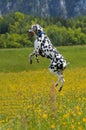 Bouncing Dalmatian