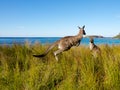 Bouncing kangaroo on an australian beach Royalty Free Stock Photo