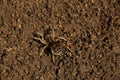 Bouncing spider tarantula digs a hole in the ground. wolf spider nest making close up top view