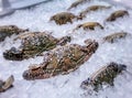 Bound Fresh Thai Crab on Ice in the Seafood Market Royalty Free Stock Photo