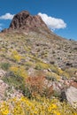 Boundary Cone in Western Arizona, Spring wildflowers Royalty Free Stock Photo