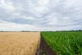 The boundary fields with maturing grain crop, rye, wheat or barley, the fields green with growing corn. Royalty Free Stock Photo